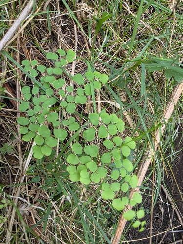 common maidenhair fern