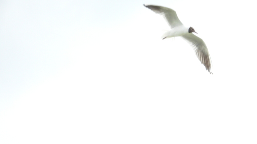 Black-headed Gull
