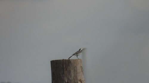 White Wagtail