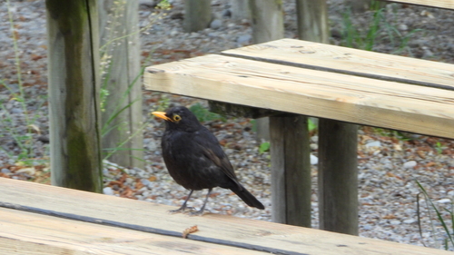 Eurasian Blackbird