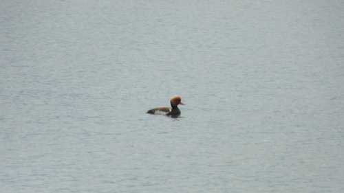 Red-crested Pochard