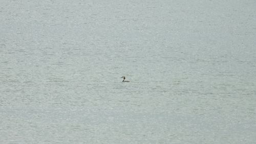 Great Crested Grebe