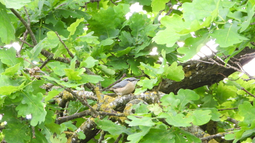 Eurasian Nuthatch