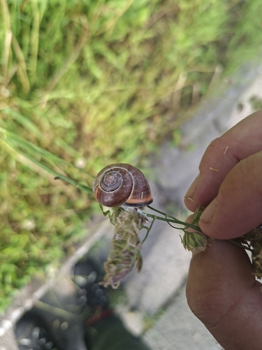 Brown-lipped Snail