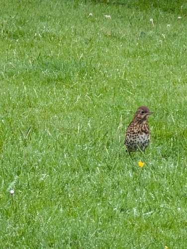 Song Thrush