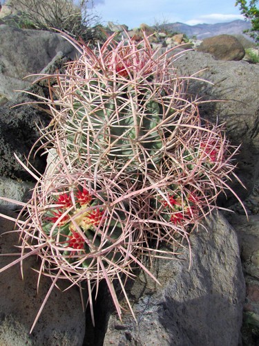 Cottontop Cactus