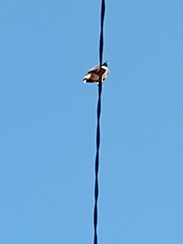 Common Myna
