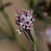 Palafoxia arida gigantea - Photo (c) BJ Stacey, todos os direitos reservados