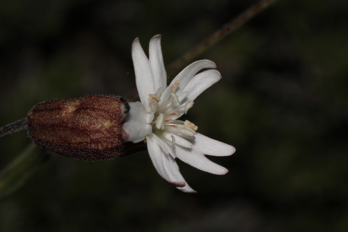 Silene douglasii