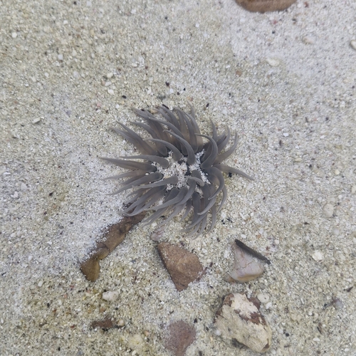 Pearly Sea Anemone