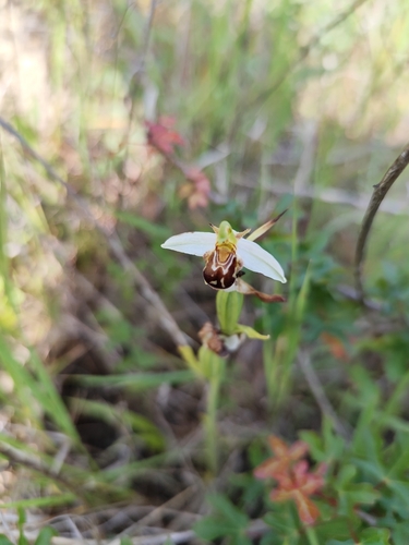 Bee Orchid