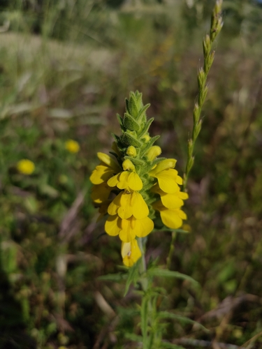 Mediterranean lineseed