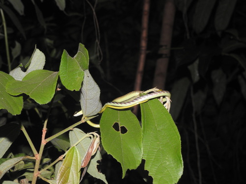Underwood's Bronzeback