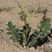 Brassica tournefortii - Photo (c) BJ Stacey, todos os direitos reservados