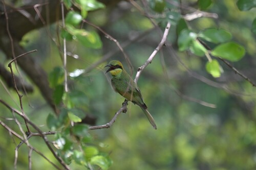 Asian Green Bee-eater