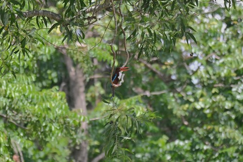 White-throated Kingfisher