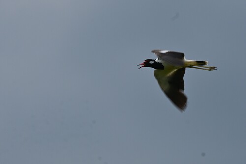Red-wattled Lapwing