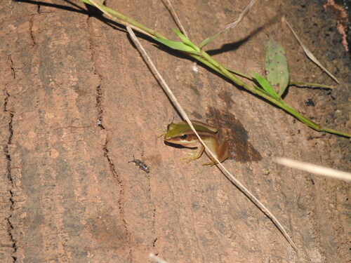 Green Paddy Frog