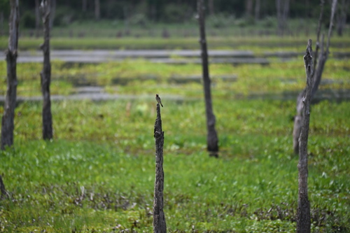 Scaly-breasted Munia