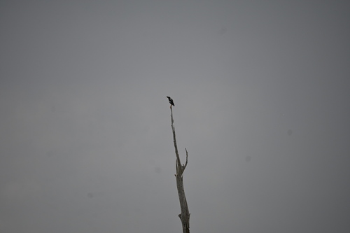 Great Myna