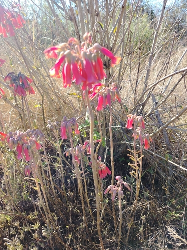 Mother of Millions