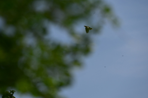 Black-collared Starling