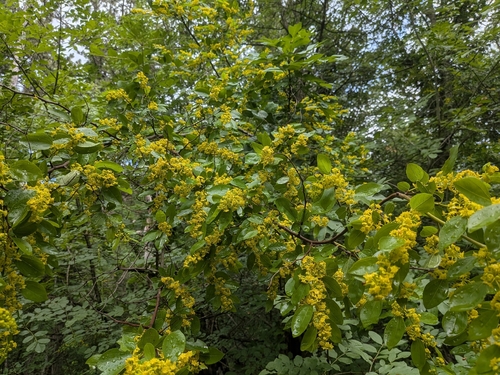 Jerusalem Thorn