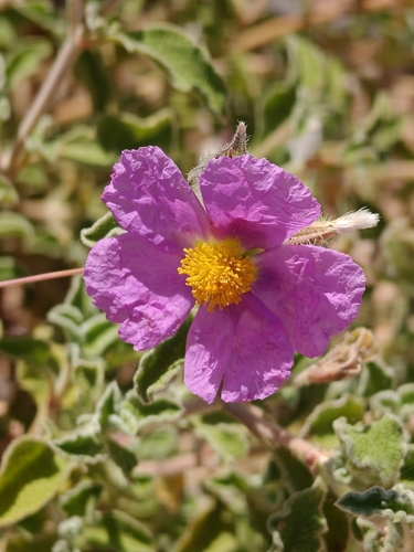 Hoary Rock-rose