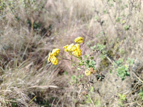 Nidorella auriculata
