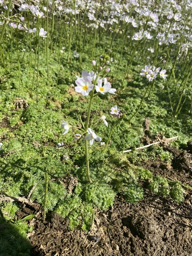 Water Violet