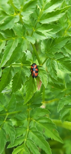 Common Froghopper