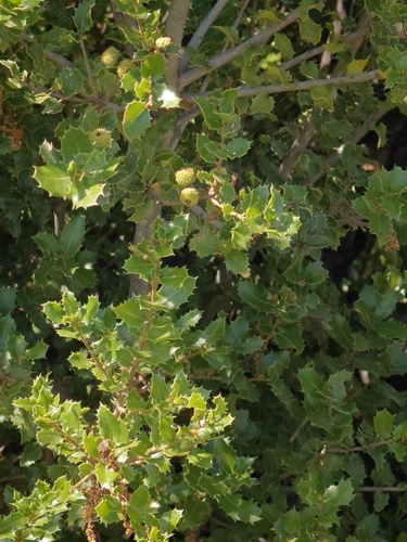 Kermes oak