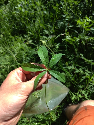 White Cinquefoil