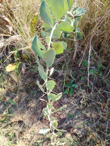 Blue Spikethorn