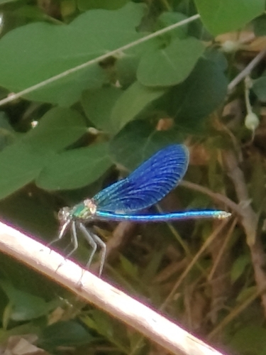Beautiful Demoiselle
