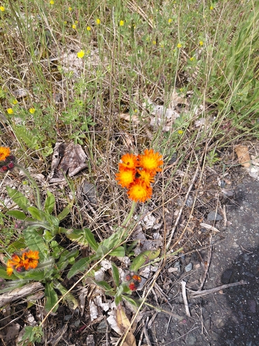 orange hawkweed