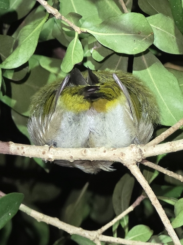 Cape White-eye