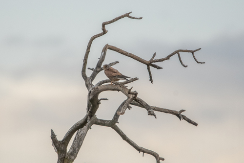 Eurasian Kestrel