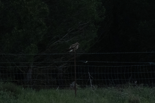 Common Buzzard