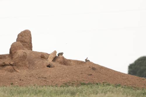 European Rabbit