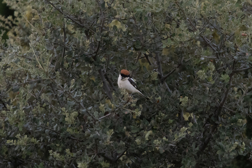 Woodchat Shrike