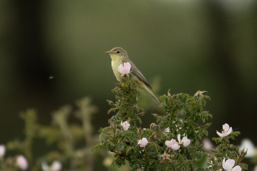 Melodious Warbler