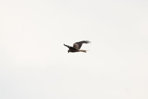 Red Kite