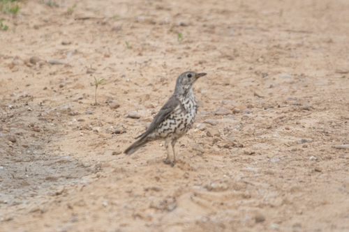 Mistle Thrush