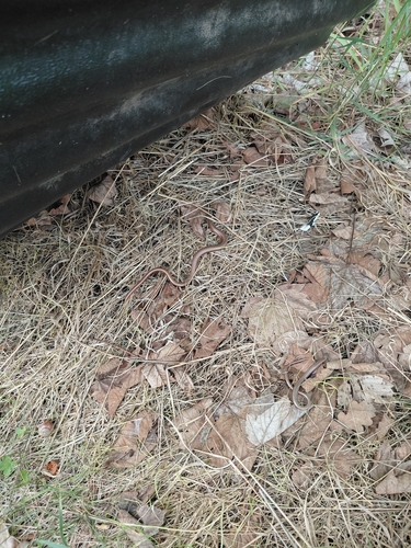 Common Slowworm