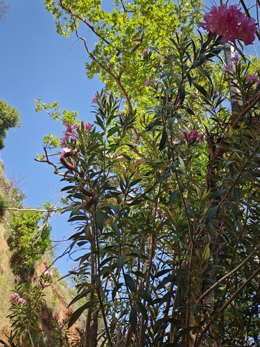oleander