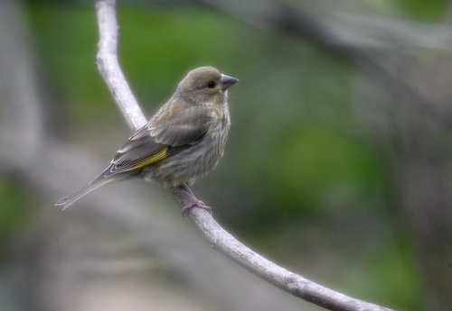European Greenfinch