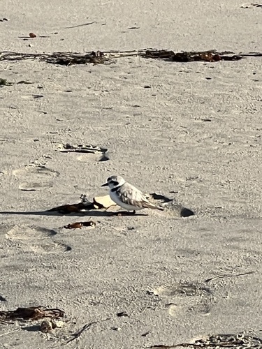 iNaturalist observation photo of Snowy Plover