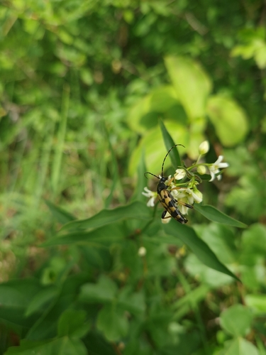 Spotted Longhorn Beetle