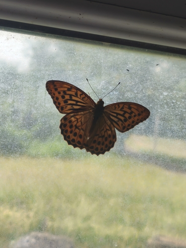 Silver-washed Fritillary